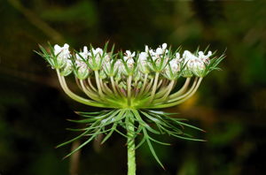 Daucus carota May 2008-1 edit.jpg © Alvesgaspar