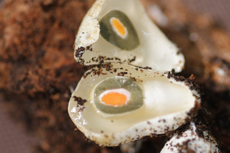 Mutinus caninus (Schaeff.) Fr., 1849 &copy; Tjerk Nawijn