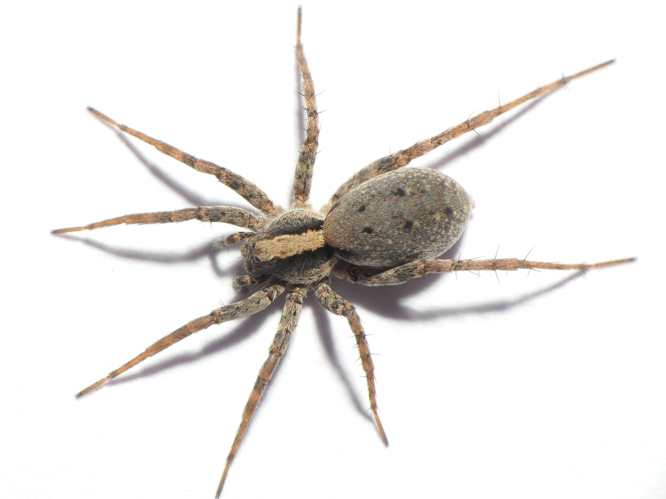 Xerolycosa nemoralis (Westring, 1861) &copy; Dick Belgers