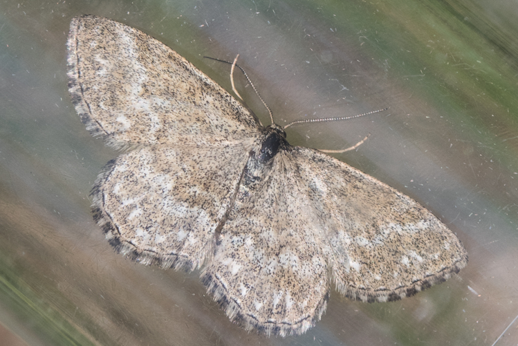 Scopula immorata (Linnaeus, 1758) &copy; Steeman Chris