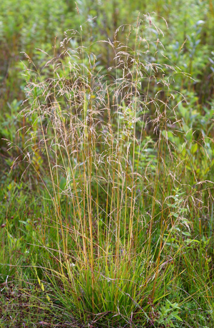 DeschampsiaCesp.jpg © Christian Fischer