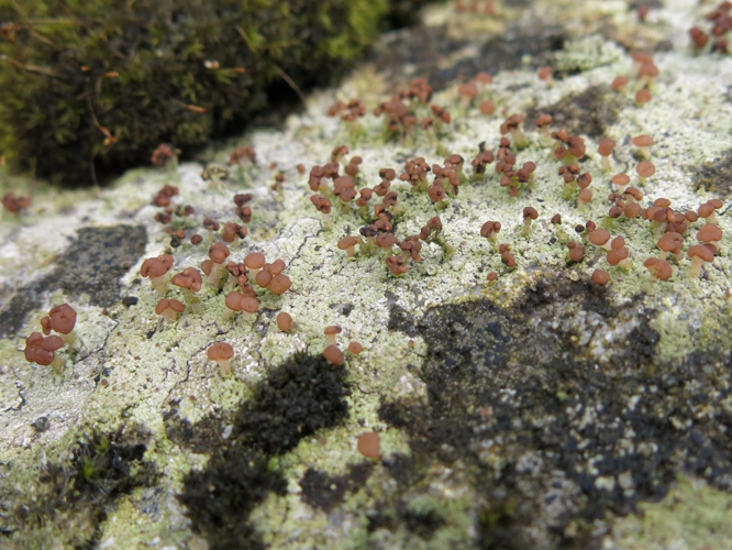 Baeomyces rufus, DMS-9189982 &copy; Anne-Grethe Lentz