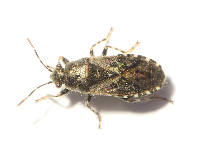 Heterogaster urticae (Fabricius, 1775) &copy; Dick Belgers