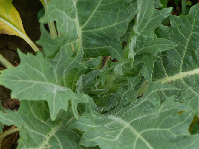 Hyoscyamus niger L., 1753 &copy; Wijnand van Buuren