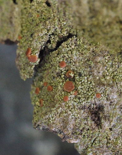 Bacidia rubella, DMS-9188518 &copy; Bent Christiansen