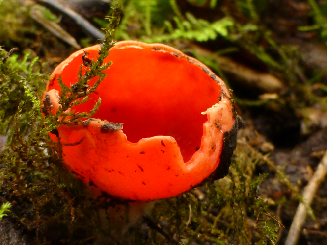 Sarcoscypha coccinea (Scop.) Sacc. ex E.J.Durand, 1900 &copy; Tjerk Nawijn