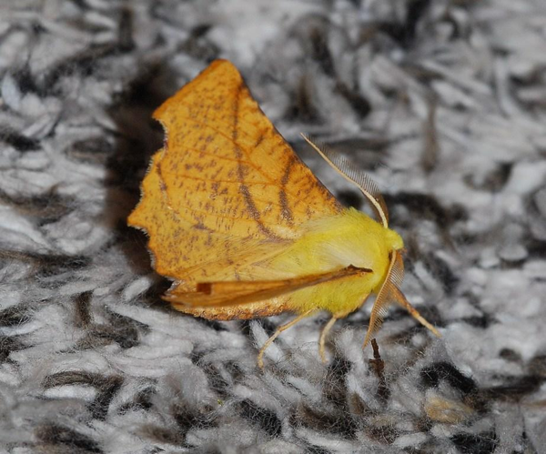 Ennomos alniaria (Linnaeus, 1758) &copy; Louis Westgeest