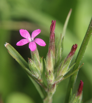Dianthus armeria 060805.jpg © Bernd Haynold