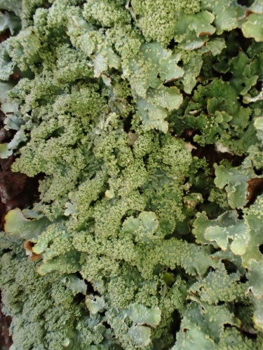 Parmelia submontana, DMS-9238140 &copy; Susanne Rabenborg