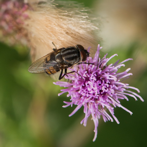 Stomorhina lunata (Fabricius, 1805) &copy; Wijnand van Buuren