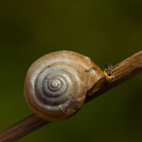 Monacha cartusiana (O.F. Müller, 1774) &copy; Wijnand van Buuren