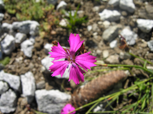 Dianthus carthusianorum 1.jpg © Audrius Meskauskas (Audriusa)