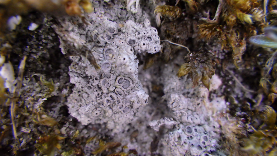 Diploschistes muscorum, DMS-10091344 &copy; Bjarke Huus Jensen