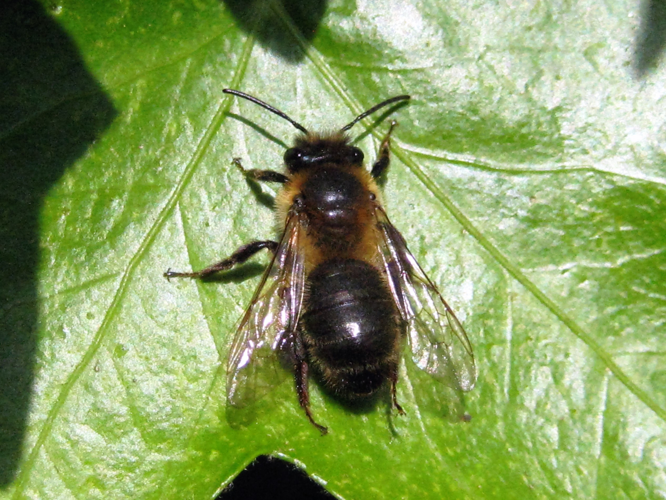 Andrena scotica Perkins, 1916 &copy; Martien van den Heuvel