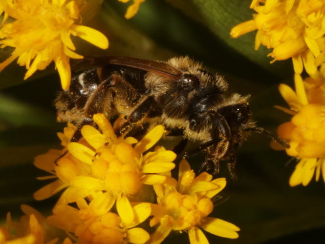 Andrena propinqua Schenck, 1853 &copy; Petra Fleurbaaij