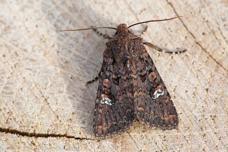 Dryobota labecula (Esper, 1788) &copy; Goethals Valérie