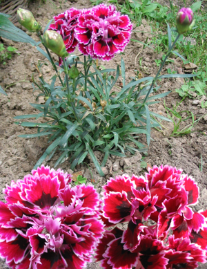 Gartennelke 1.jpg © Commons