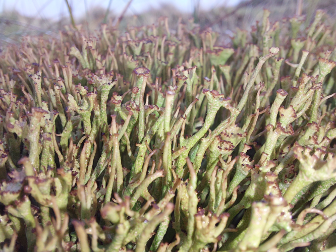 Cladonia gracilis (L.) Willd., 1787 &copy; Dick Belgers