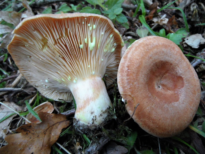 Lactarius chrysorrheus Fr., 1838 &copy; Ab Neutel