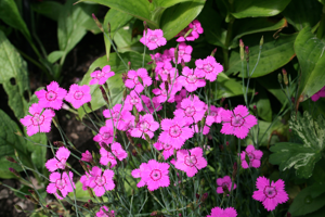 0 Dianthus deltoides alpinus - Yvoire.JPG © Jean-Pol GRANDMONT