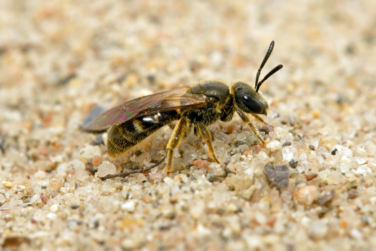 Lasioglossum fulvicorne (Kirby, 1802) &copy; John Smit