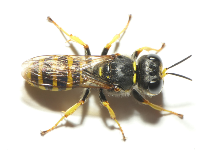 Ectemnius sexcinctus (Fabricius, 1775) &copy; Dick Belgers