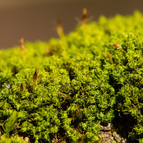 Ulota crispa (Hedw.) Brid., 1819 &copy; Wijnand van Buuren