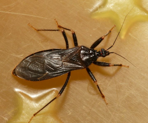 Reduvius personatus (Linnaeus, 1758) &copy; Dick Belgers