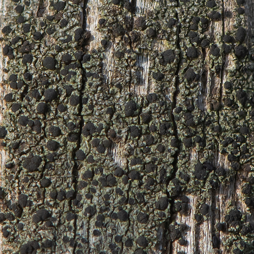 Amandinea punctata (Hoffm.) Coppins & Scheid., 1993 &copy; Wijnand van Buuren