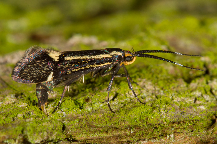 Esperia sulphurella (Fabricius, 1775) &copy; Sandra Lamberts
