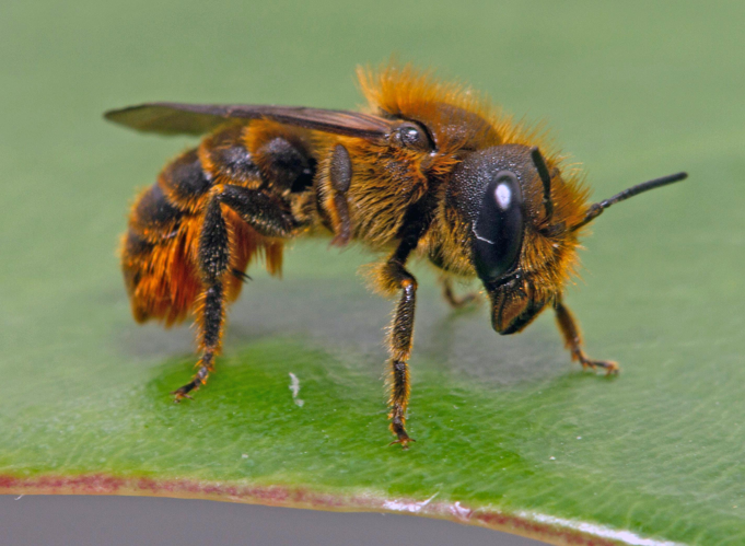 Osmia leaiana (Kirby, 1802) &copy; John Smit
