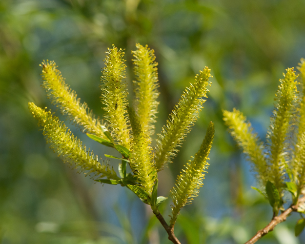 Salix triandra L., 1753 &copy; Wijnand van Buuren
