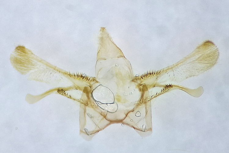 Cyclophora ruficiliaria (Herrich-Schäffer, 1855) &copy; Buckens Johan
