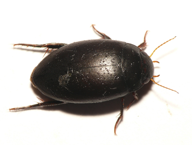 Agabus bipustulatus (Linnaeus, 1767) &copy; Dick Belgers