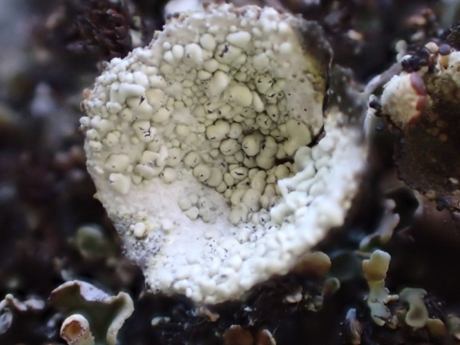 Cladonia pyxidata, DMS-9232601 &copy; Susanne Rabenborg