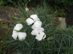 Dianthus furcatus2.jpg © KENPEI