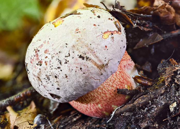 Rubroboletus rhodoxanthus, DMS-10300691 &copy; Jens H. Petersen