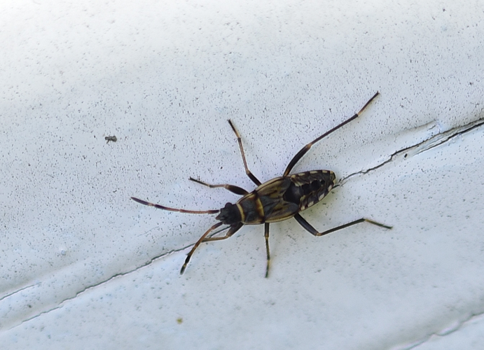 Beosus maritimus (Scopoli, 1763) &copy; Louis Westgeest