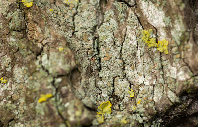 Lecania cyrtella, DMS-10010420 &copy; Jonas Ravn Jensen