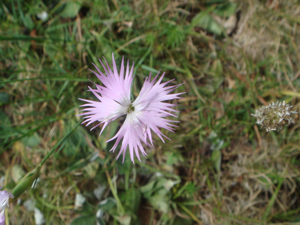 Dianthus hyssopifolius.JPG © Xemenendura
