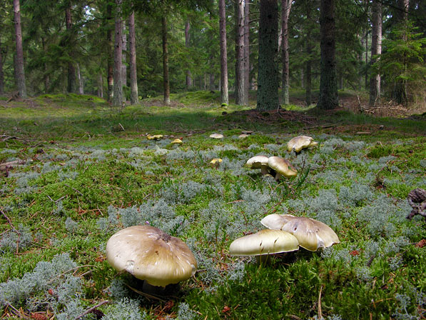 Tricholoma arvernense, JHP-06.224 &copy; MycoKey / Jens H. Petersen