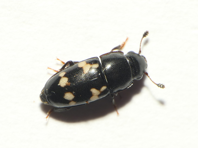 Glischrochilus quadriguttatus (Fabricius, 1777) &copy; Dick Belgers