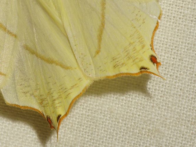Ourapteryx sambucaria (Linnaeus, 1758) &copy; Hans Jonkman