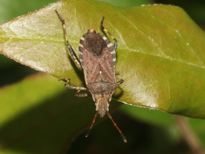 Ceraleptus gracilicornis (Herrich-Schäffer, 1835) &copy; Petra Fleurbaaij