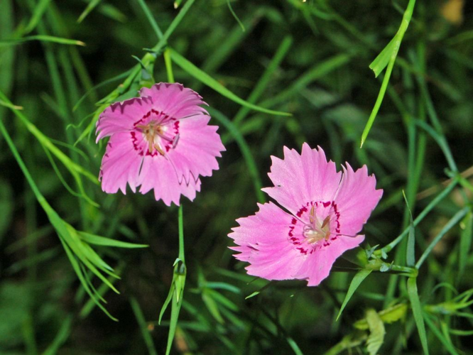 Caryophyllaceae - Dianthus seguieri.JPG &copy; Hectonichus