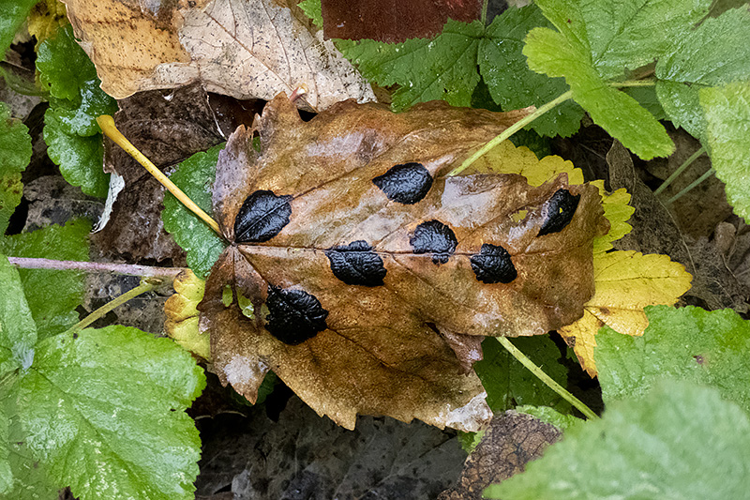 Rhytisma acerinum (Pers.) Fr., 1819 &copy; Hans Adema