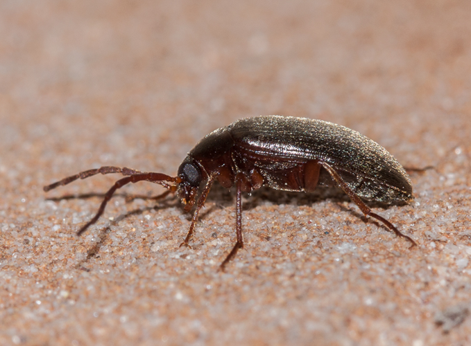 Hymenalia rufipes (Fabricius, 1792) &copy; Arnold Wijker