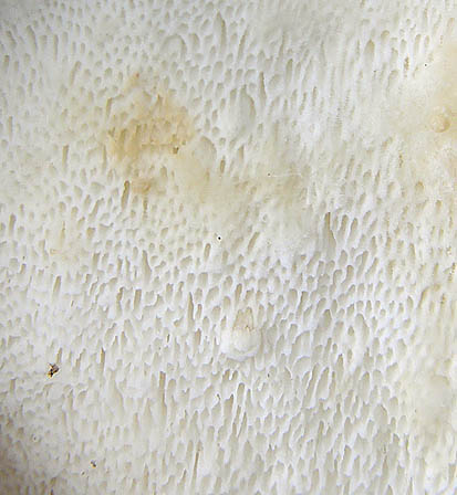 Amaropostia stiptica, JHP-05.234 &copy; MycoKey / Jens H. Petersen