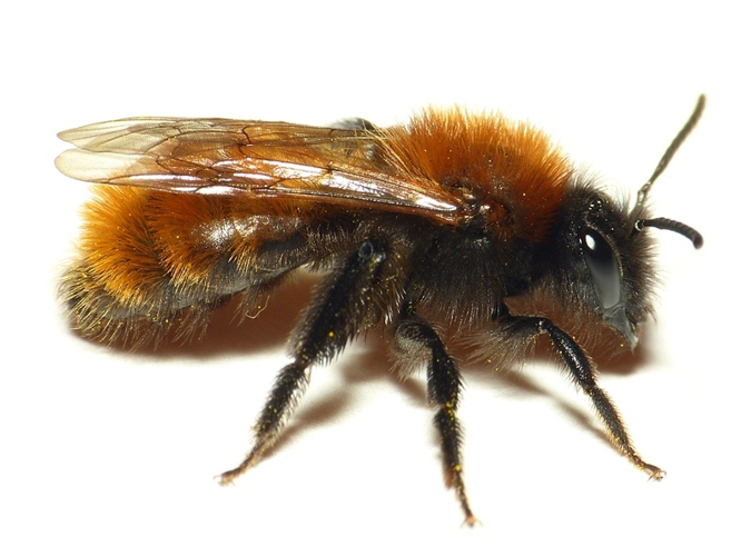Andrena fulva (Müller, 1766) &copy; Dick Belgers
