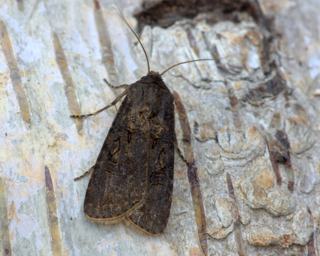 Euxoa nigricans (Linnaeus, 1761) &copy; Henk van Woerden